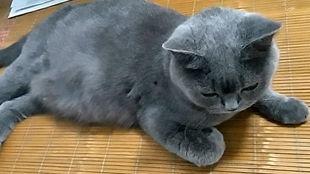 猫吃的野瓜,揭秘野瓜中的美味奥秘