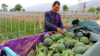 桃江县吃瓜群众,揭秘当地生活百态
