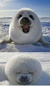 吃瓜猫图片卡通