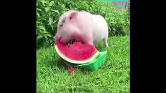 吃瓜猪猪图片