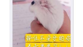 老鼠吃瓜怎么防,巧用妙招守护丰收