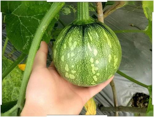 小尾巴吃瓜,揭秘娱乐圈那些不为人知的幕后故事