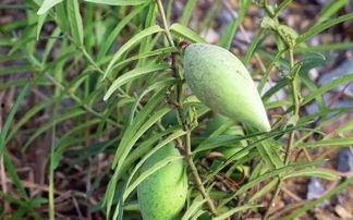 吃瓢瓜适宜哪些病症,天然良药，缓解多种病症的神奇功效