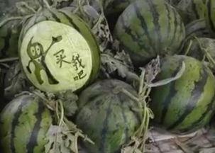 汾阳吼爸爸吃瓜视频,一场家庭欢乐的“瓜田”盛宴