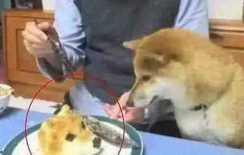 吃狗头瓜刺激胃吗,揭秘其刺激胃部之谜