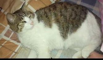 吃瓜喝茶猫,揭秘网络红人的日常生活