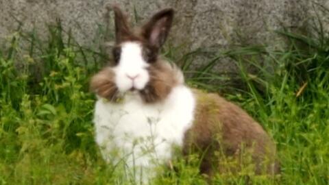 野餐兔吃瓜网址,揭秘瓜果乐园的欢乐时光