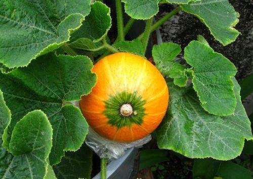 西洋瓜苔怎么吃,西洋瓜苔的多样食法探索