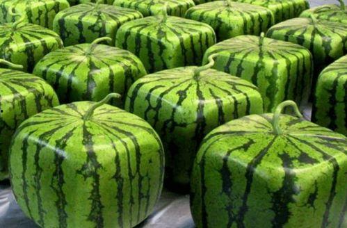 哪里可以看吃瓜合集