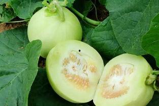 边游玩边吃瓜,畅享夏日瓜果盛宴