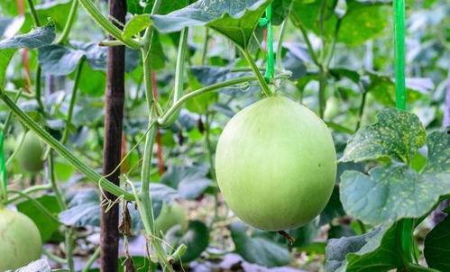 黄皮瓜香瓜怎么吃,黄皮瓜香瓜的多重美味食用指南