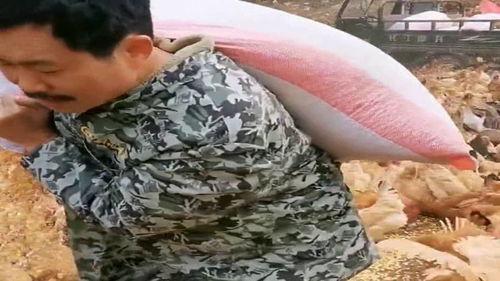 山上养鸡吃瓜,生态养殖新篇章