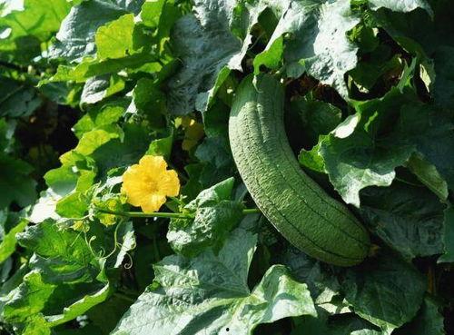 老干吃瓜,揭秘网络热点的幕后故事