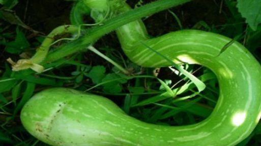 猴子吃蛇瓜,一场森林中的美味邂逅