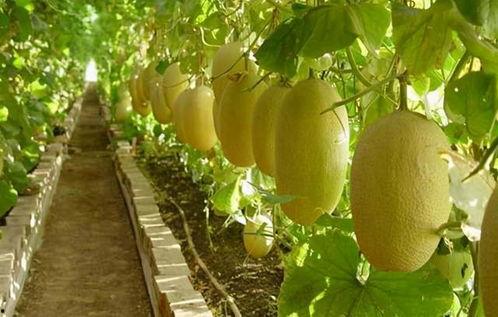 等你吃哈密瓜,一场味蕾的盛宴