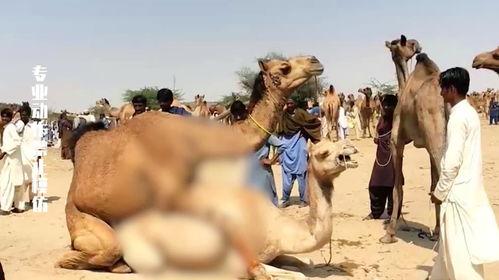 羞羞吃瓜群,揭秘网络社交圈的趣味与争议