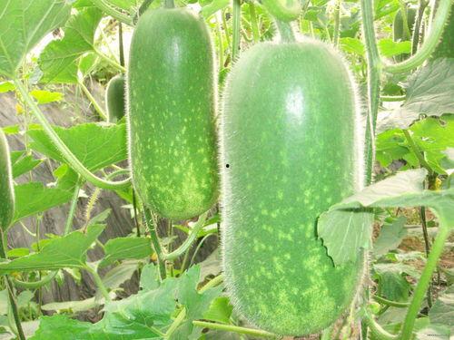 虾米大魔王吃瓜,揭秘娱乐圈背后的惊人真相