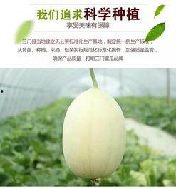 台州吃瓜趣事,一网打尽当地美食风情