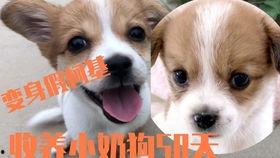 酷小柯吃瓜,揭秘娱乐圈那些不为人知的幕后故事