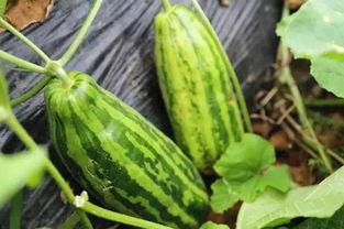 瓜吃瓜睡啥意思,揭秘网络流行语的趣味与内涵