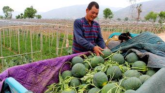 冕宁县吃瓜群众