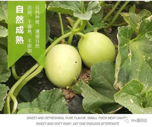 大围河吃瓜,一场别开生面的吃瓜盛宴