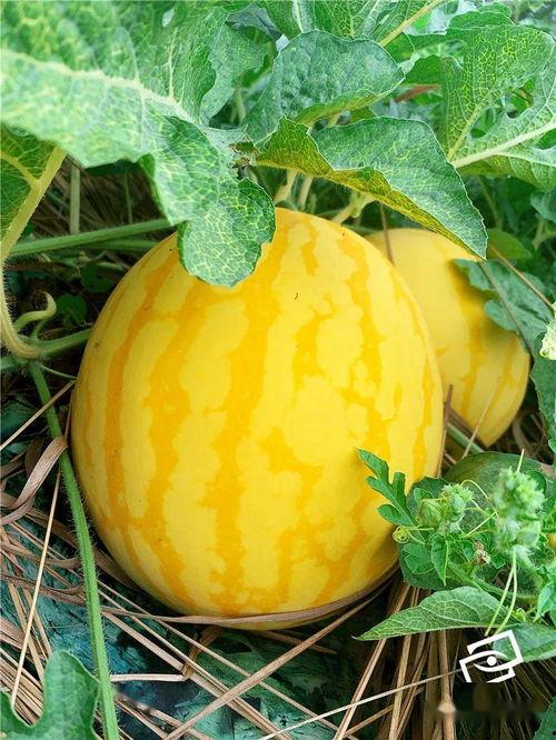 黑色海瓜怎么吃,美味与营养的完美结合