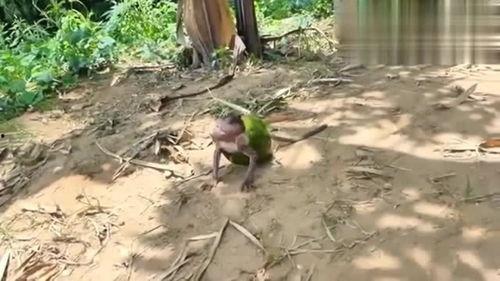 女孩吃瓜像猴子,少女如猴，揭秘吃瓜少女的独特魅力