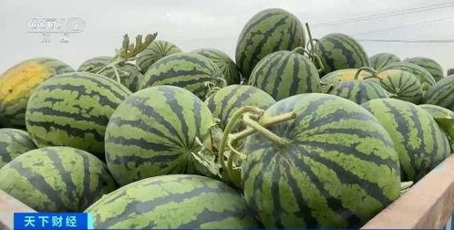 吃瓜社会瓜,吃瓜群众视角下的社会百态