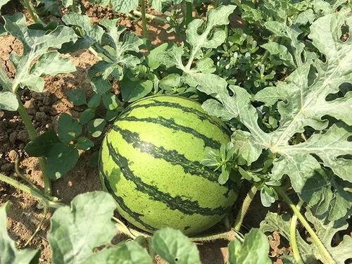 年代吃瓜的日子,回顾不同年代的热门吃瓜时刻