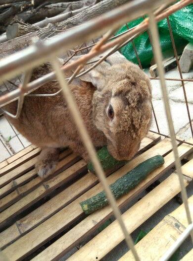 那兔和骆驼吃瓜