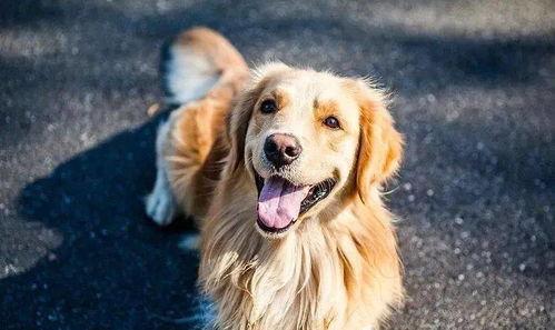 狗狗吃瓜文案短句搞笑,笑料横生，萌宠界的欢乐喜剧