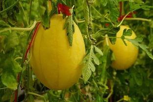 吃瓜线群,揭秘网络社交背后的趣味与真相