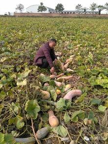 凉山吃瓜姐,揭秘四川凉山地区独特的饮食文化