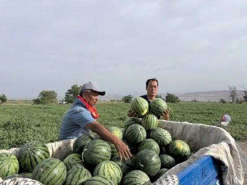 退潮吃瓜  第2张