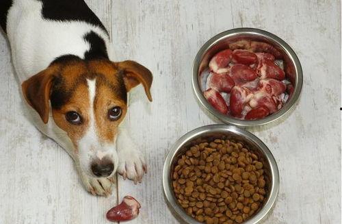 老外吃瓜喂狗面包