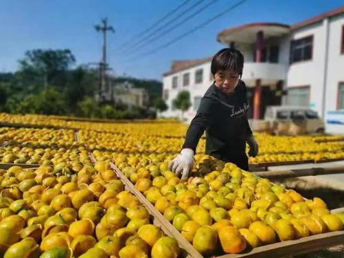 浦北县吃瓜,瓜果飘香，品味田园生活