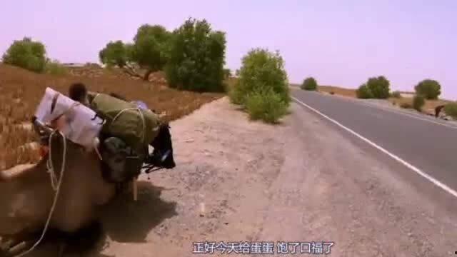 骆驼吃瓜视频,骆驼吃瓜视频走红网络  第2张