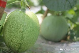 网纹瓜幼瓜怎么吃