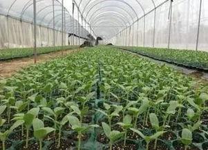 网纹瓜幼瓜怎么吃  第2张