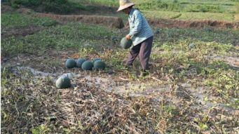 农村夫妇吃瓜  第2张