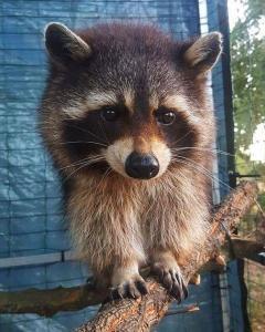 淄博浣熊火箭吃瓜