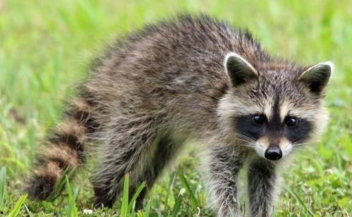 淄博浣熊火箭吃瓜  第2张