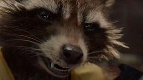 淄博浣熊火箭吃瓜  第3张