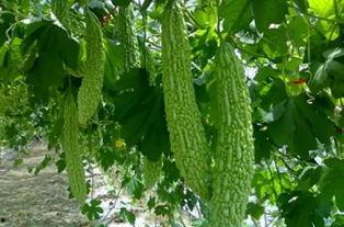 虫妹吃瓜,揭秘娱乐圈那些不为人知的幕后故事