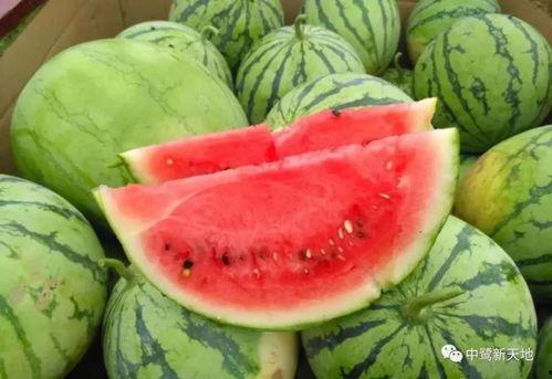 地里吃瓜的cha,揭秘乡村生活的独特魅力