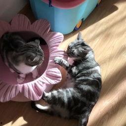 吃瓜粉红猫,揭秘娱乐圈的甜蜜与苦涩 第2张 吃瓜粉红猫,揭秘娱乐圈的甜蜜与苦涩 第2张