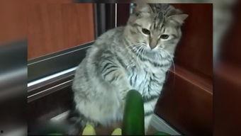 吃瓜粉红猫,揭秘娱乐圈的甜蜜与苦涩 第3张 吃瓜粉红猫,揭秘娱乐圈的甜蜜与苦涩 第3张