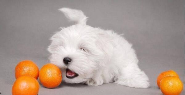 狗狗可以吃籽瓜,籽瓜，狗狗的新宠  第2张