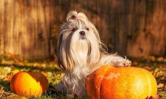 狗狗可以吃籽瓜,籽瓜，狗狗的新宠  第3张